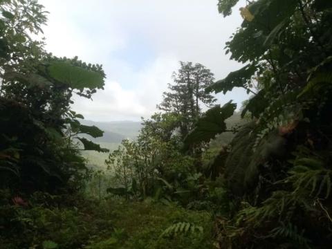 Raining Forest