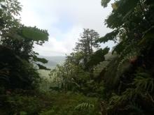 Raining Forest